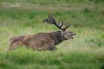 Jelen evropský (Cervus elaphus)