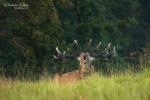 Red Deer (Cervus elaphus)