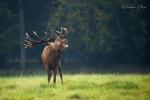 Jelen evropský (Cervus elaphus)