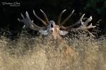 Red Deer (Cervus elaphus)