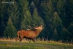 Jelen evropský (Cervus elaphus)