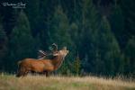 Red Deer (Cervus elaphus)