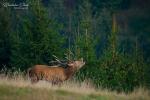 Jelen evropský (Cervus elaphus)