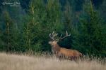 Jelen evropský (Cervus elaphus)