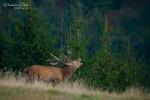 Jelen evropský (Cervus elaphus)