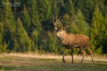 Jelen evropský (Cervus elaphus)