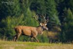 Jelen evropský (Cervus elaphus)