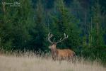 Red Deer (Cervus elaphus)