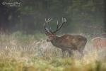 Red Deer (Cervus elaphus)