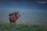 Red Deer (Cervus elaphus)