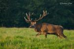 Jelen evropský (Cervus elaphus)