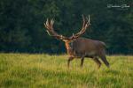 Jelen evropský (Cervus elaphus)