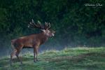 Jelen evropský (Cervus elaphus)