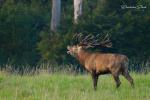 Jelen evropský (Cervus elaphus)