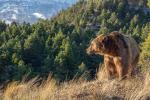 Brown Bear (Ursus arctos)