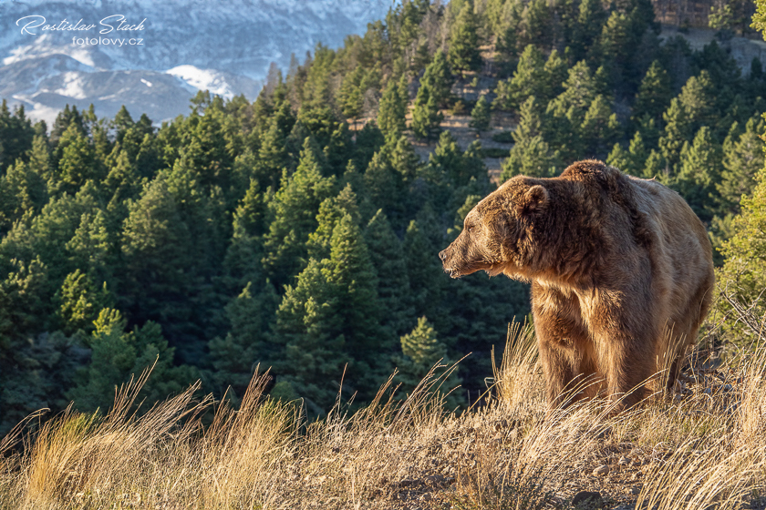 Carnivora - Brown Bear (Ursus arctos)