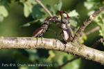 Roháč obecný (Lucanus cervus)