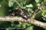 Roháč obecný (Lucanus cervus)