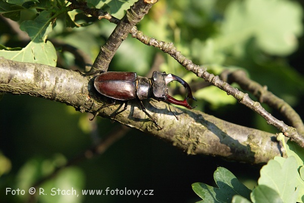 Bezobratlí - Roháč obecný (Lucanus cervus)