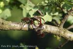 Roháč obecný (Lucanus cervus)