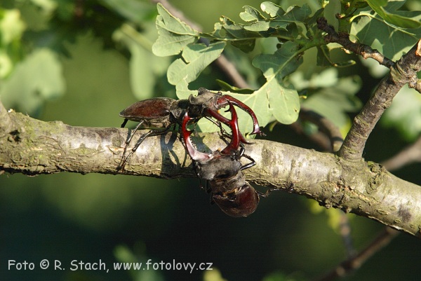 Bezobratlí - Roháč obecný (Lucanus cervus)