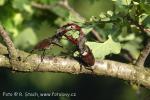 Roháč obecný (Lucanus cervus)