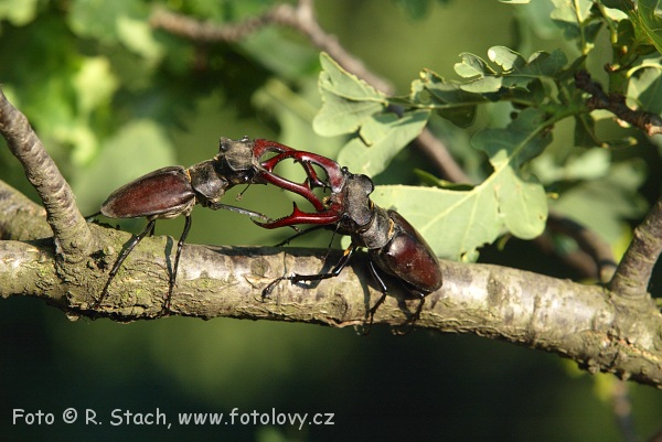 Bezobratlí - Roháč obecný (Lucanus cervus)