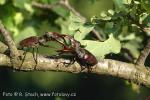 Roháč obecný (Lucanus cervus)